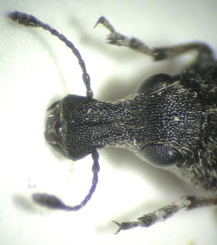 Réf. 314 331 : Allandrus undulatus
